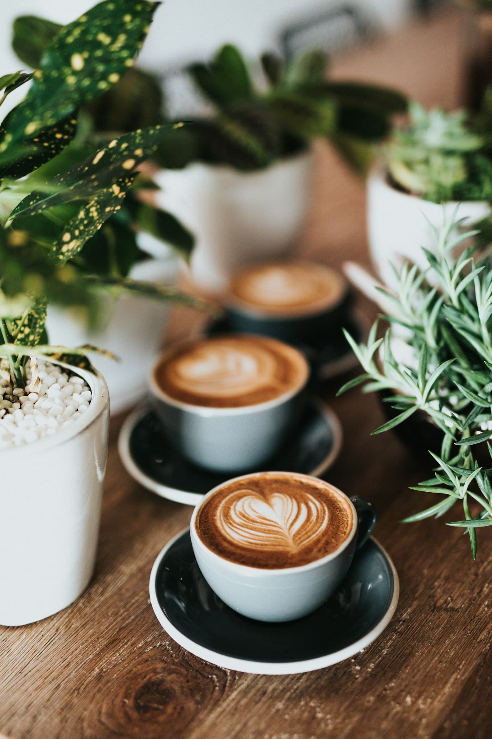 Three flat whites on a wooden table among plants